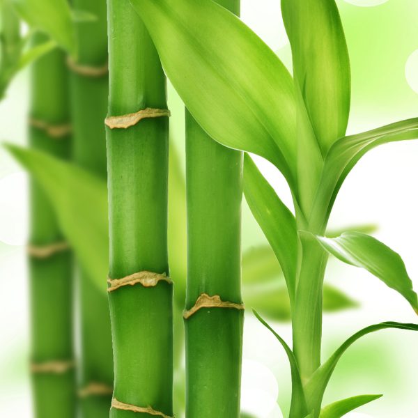 bamboo-12